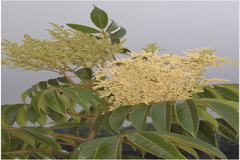 Meliosma pinnata subsp. pinnata